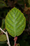 Green alder <BR>Mountain alder